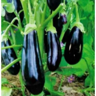 فروش بادمجان ایرانی